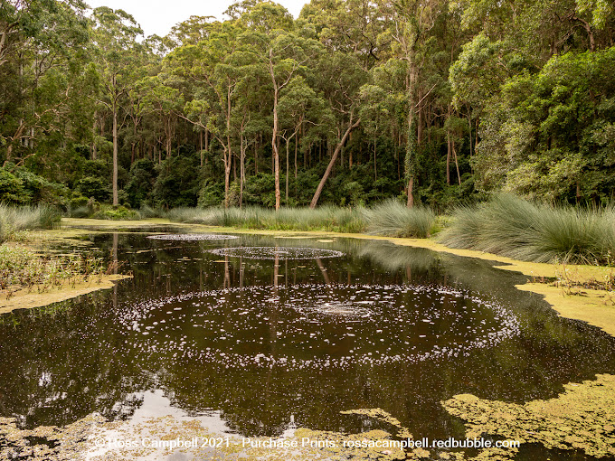Blackbutt Reserve Entrance
